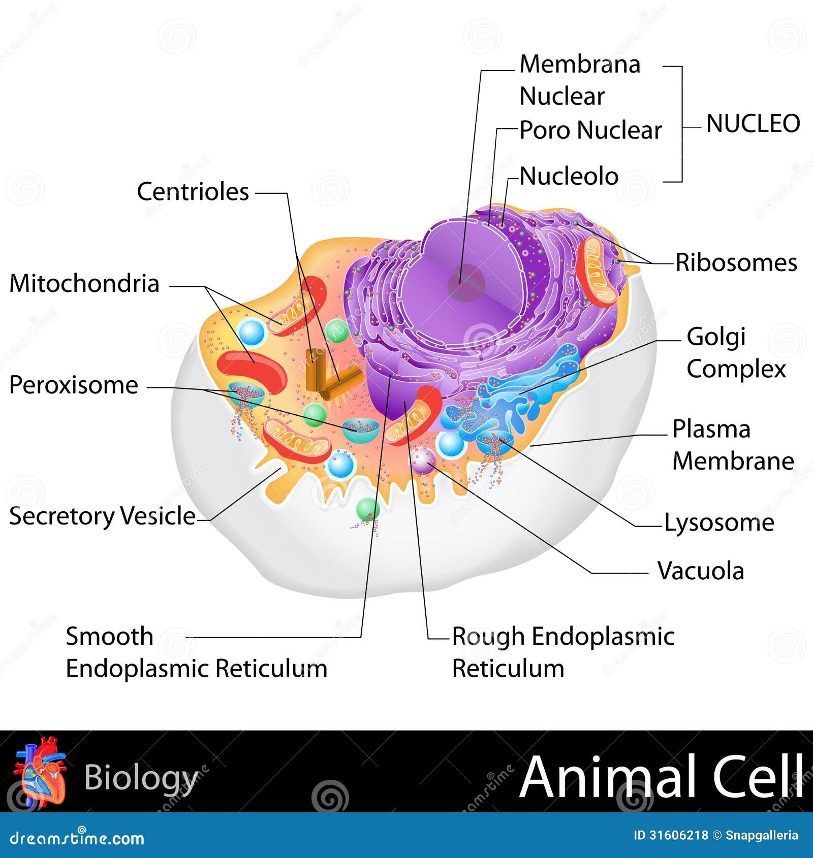 chloroplast in animal cell