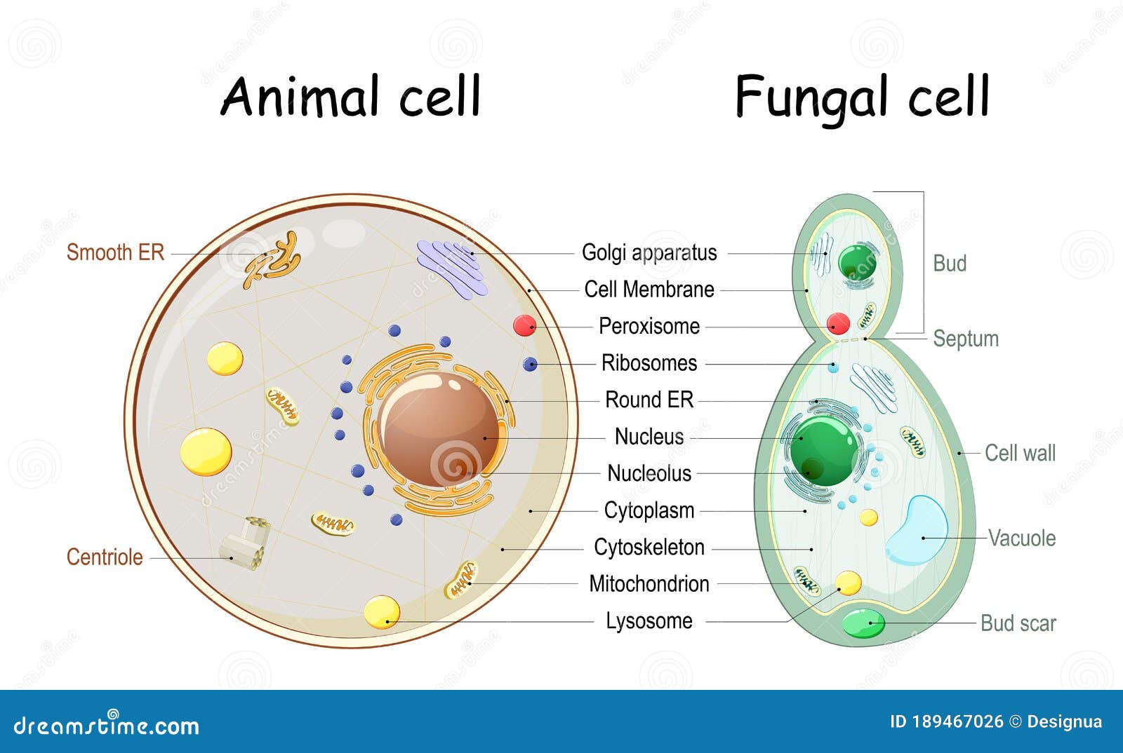 animal cell and fungal yeast cell structure