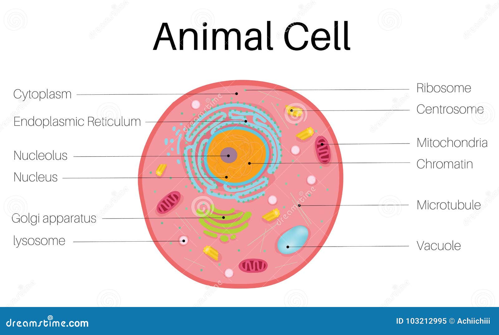 animal cell