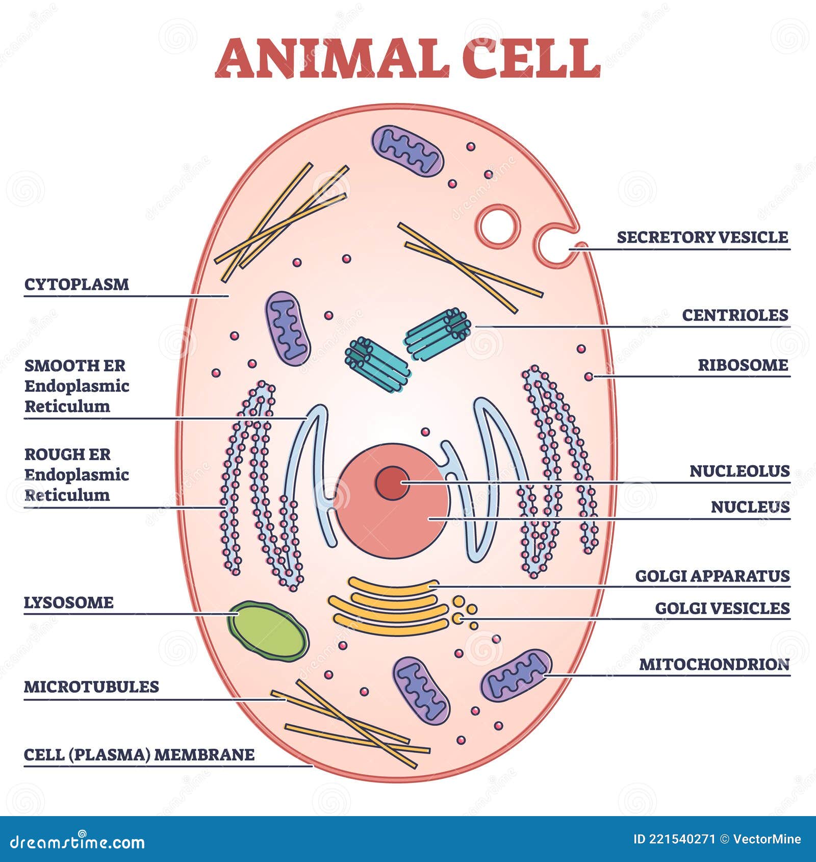 Animal Cell with Labeled Anatomic Structure Parts Diagram Outline Concept  Stock Vector - Illustration of genetic, medical: 221540271