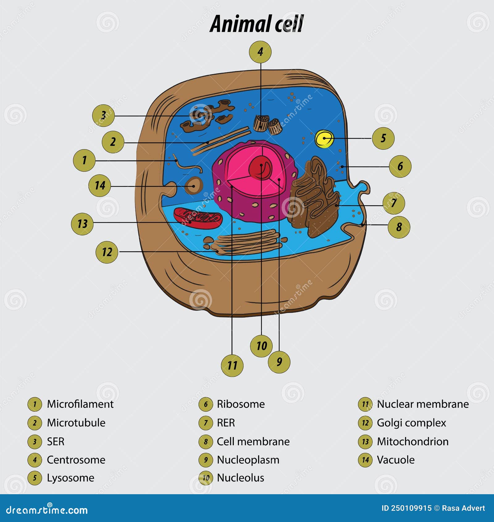 Animal Cell Labeled Diagram Vector Illustration Drawing with Layers Stock  Vector - Illustration of detailed, human: 250109915