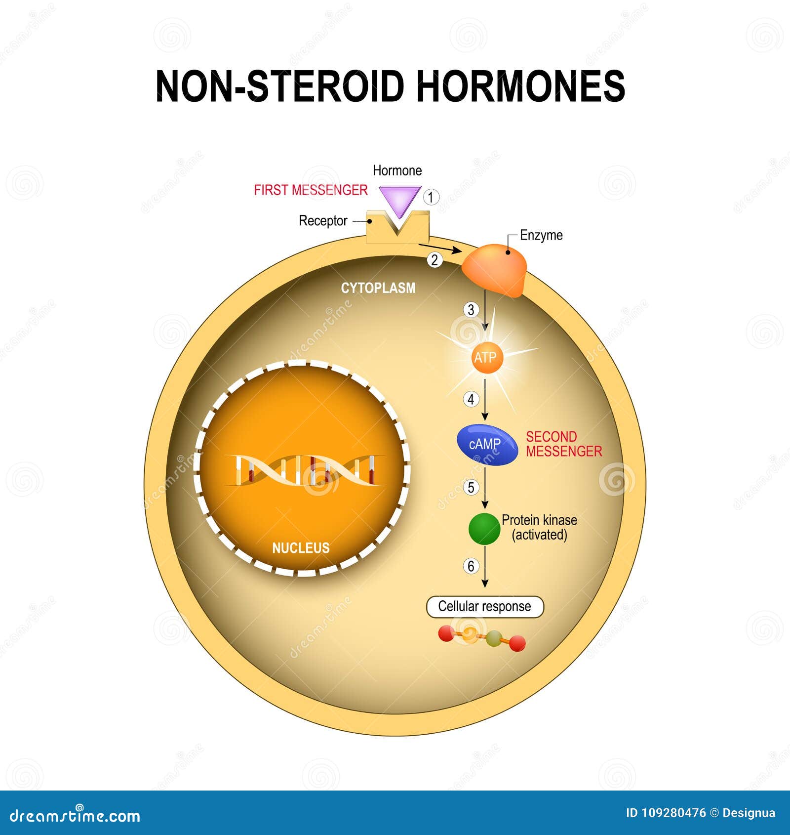 Hormones Receptors And Target Cells Cartoon Vector CartoonDealer hormones-receptors-and-target-cells-cartoon-vector-cartoondealer