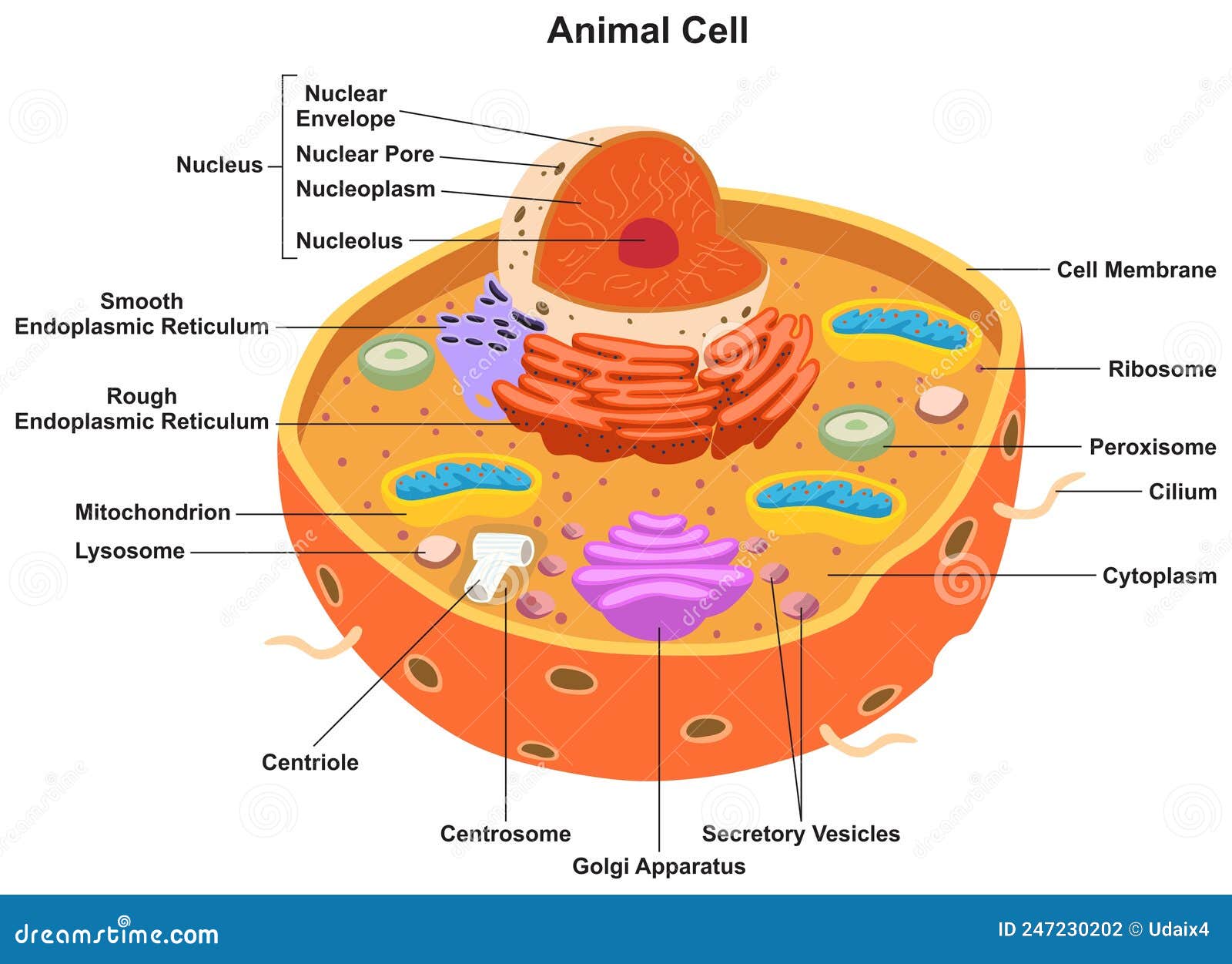 Animal Cell Parts And Structure Infographic Diagram Stock Vector Animal Cell Parts And Structure Infographic Diagram Stock Vector