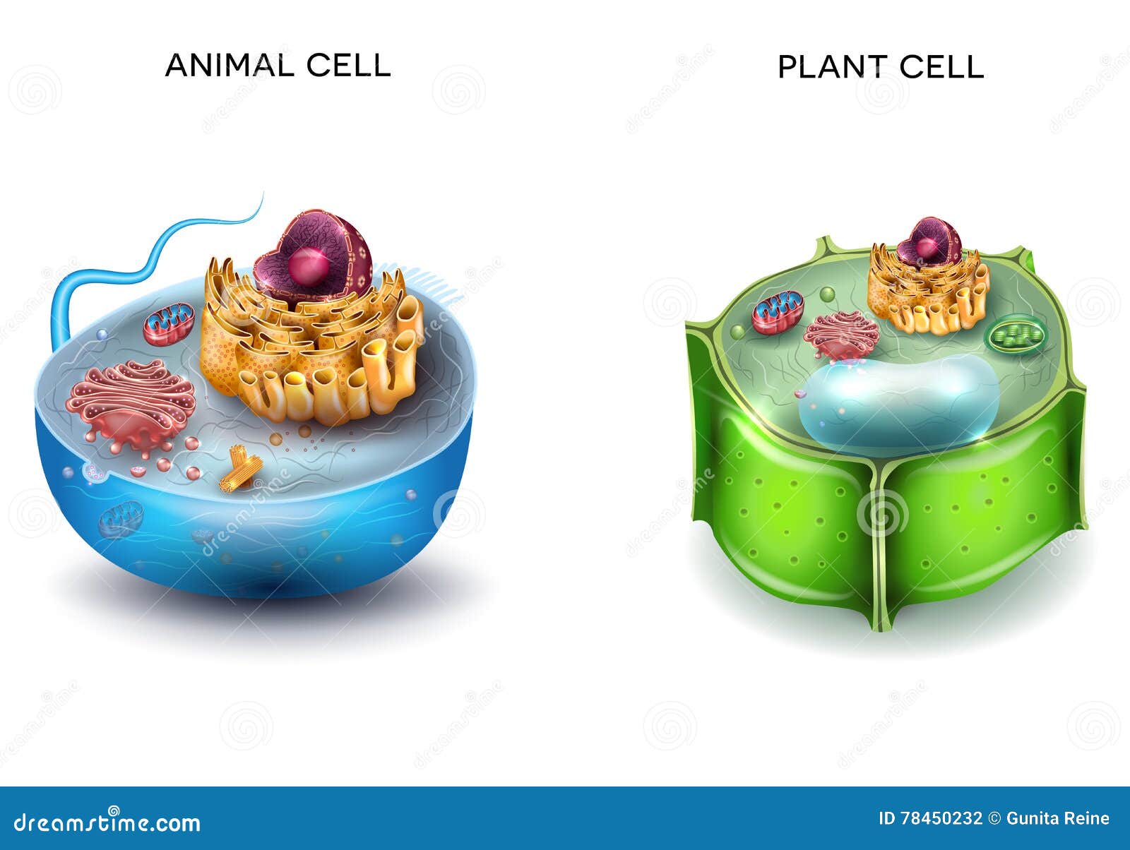 plant cell and animal cell 3d