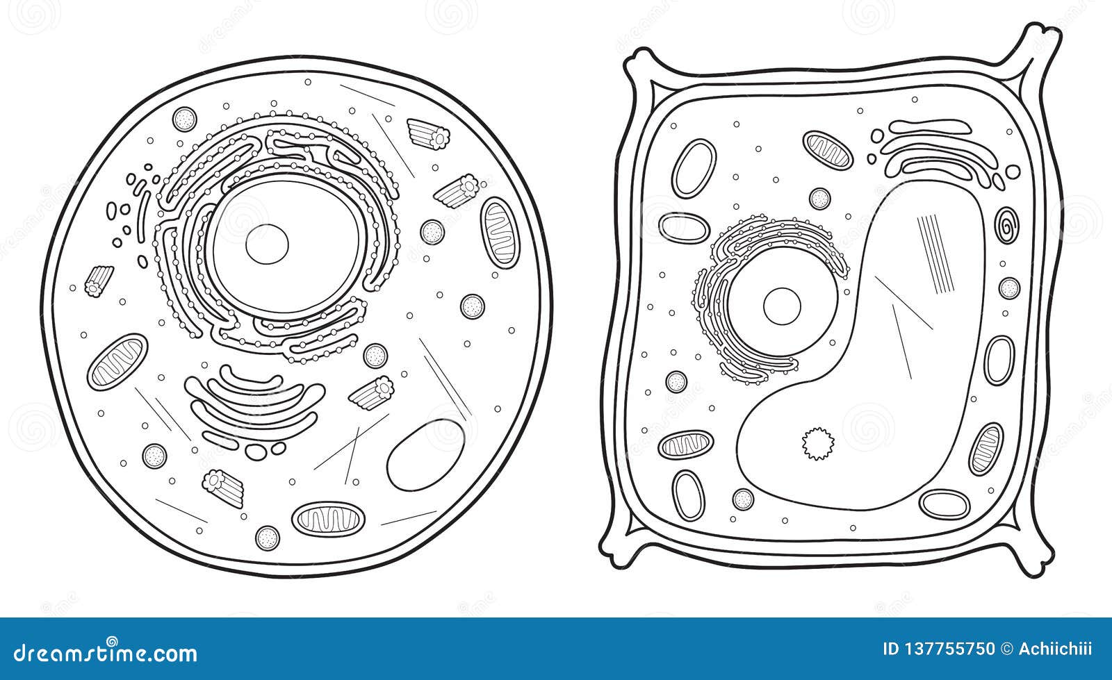 Animal Cell and Plant Cell Line Stock Illustration - Illustration of graphic, diagram: 137755750 Animal Cell and Plant Cell Line Stock Illustration - Illustration of graphic, diagram: 137755750