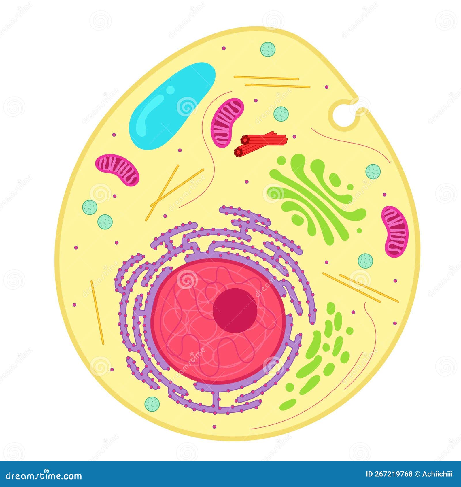 an animal cell is a type of eukaryotic cell.