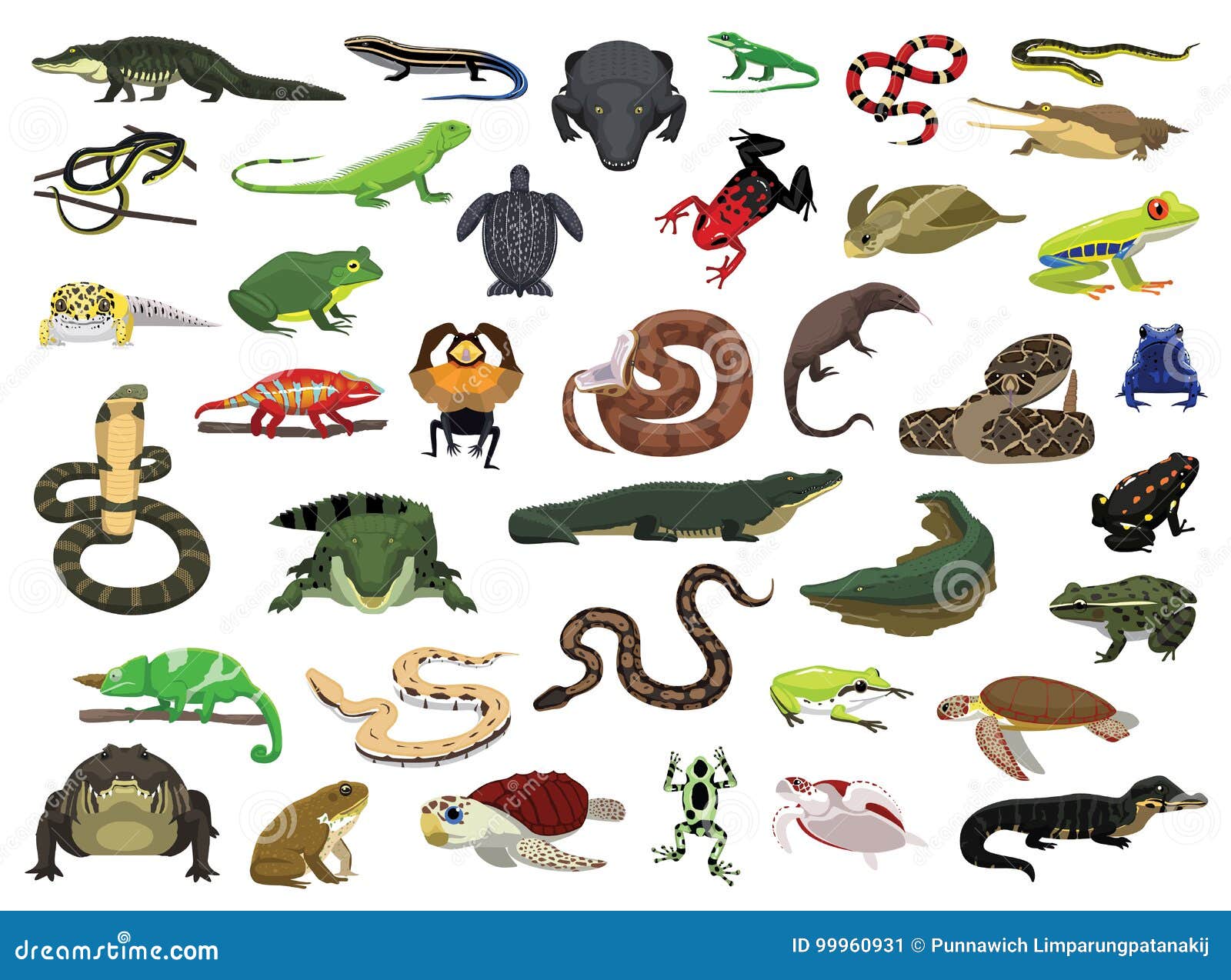 Various Reptile And Amphibian Vector Illustration Stock ...