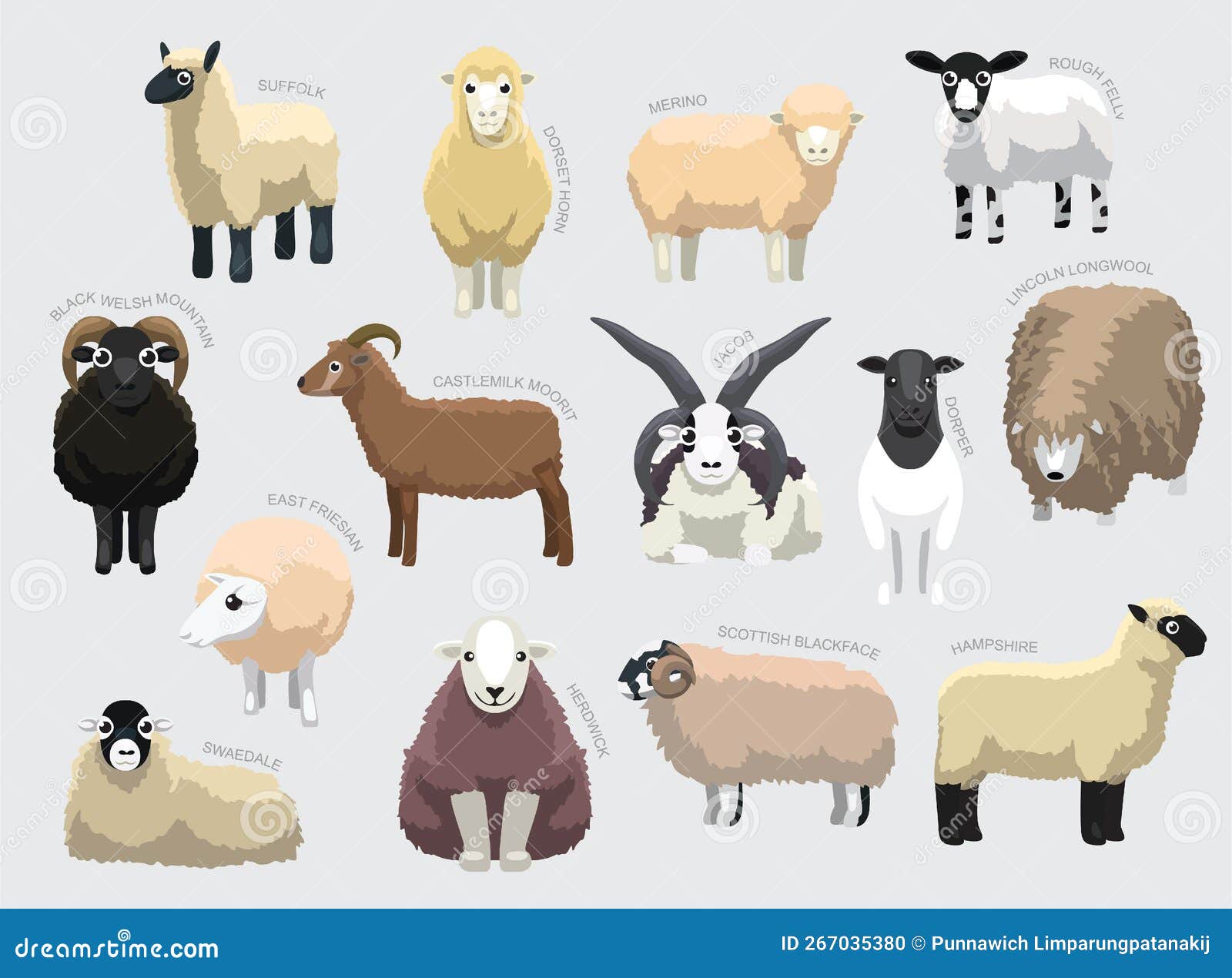 Various Sheep Breeds With Names Set Various Kind Identify Cartoon