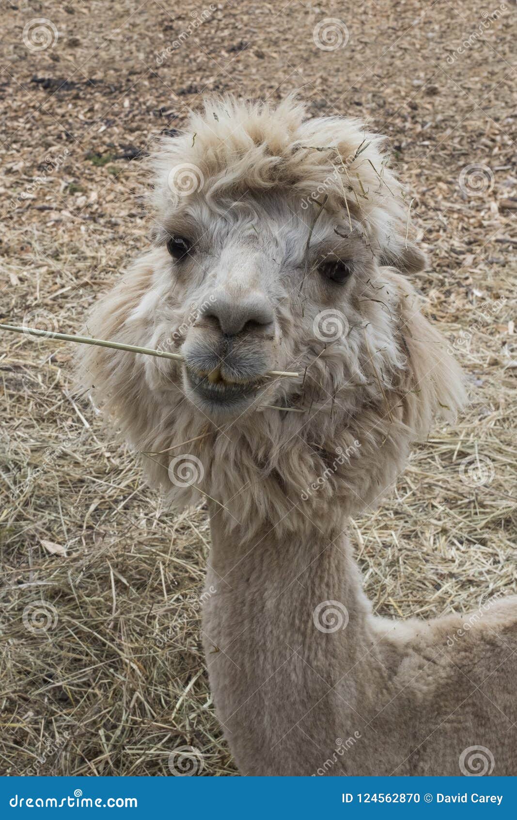 Animal chistoso foto de archivo. Imagen de divertido - 124562870, image size:1067x1690