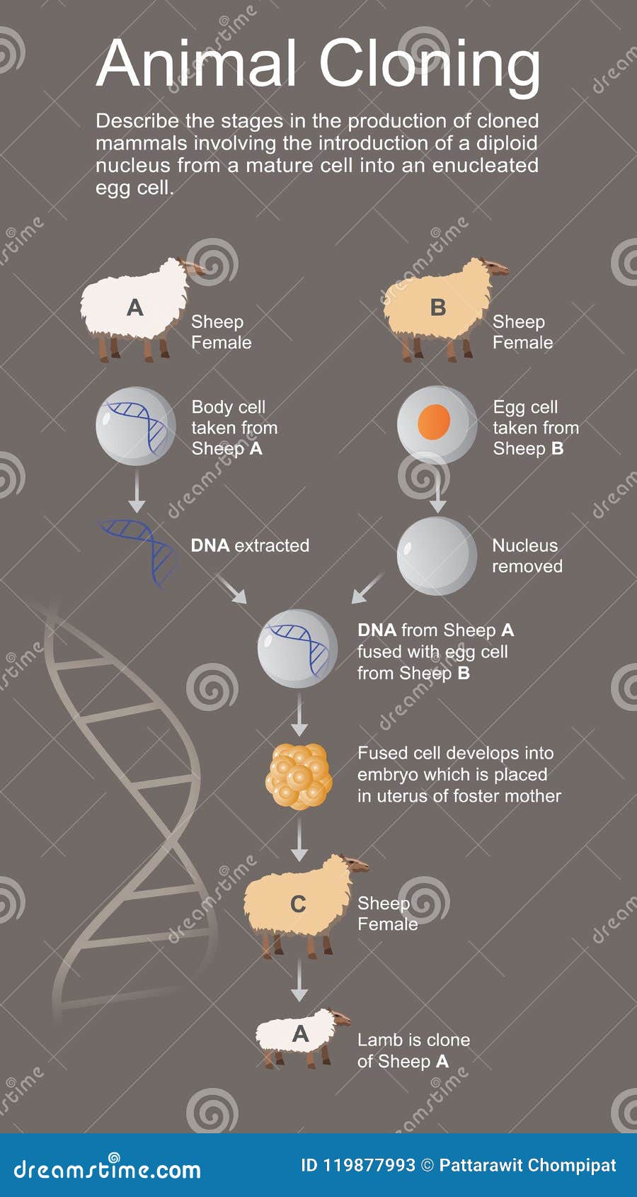Animal cloning stock vector. Illustration of breed, nucleus - 119877993 Animal cloning stock vector. Illustration of breed, nucleus - 119877993