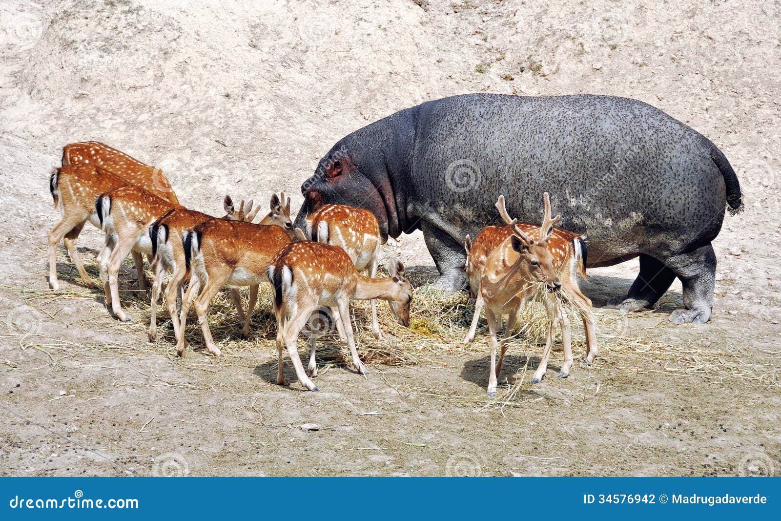 Animal Community - Be Different Stock Photo - Image of travel, calpe: 34576942 Animal Community - Be Different Stock Photo - Image of travel, calpe: 34576942