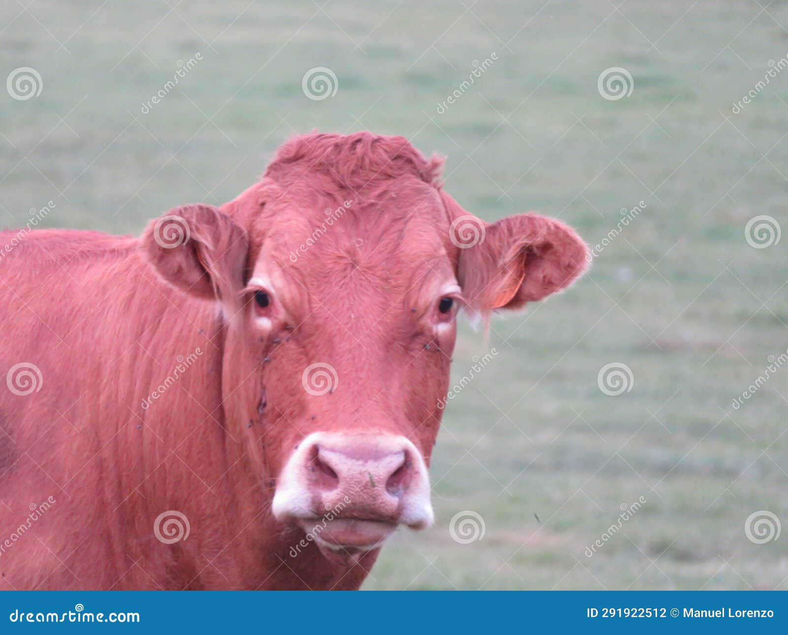 animal cow farm meadows boil milk meat feed production