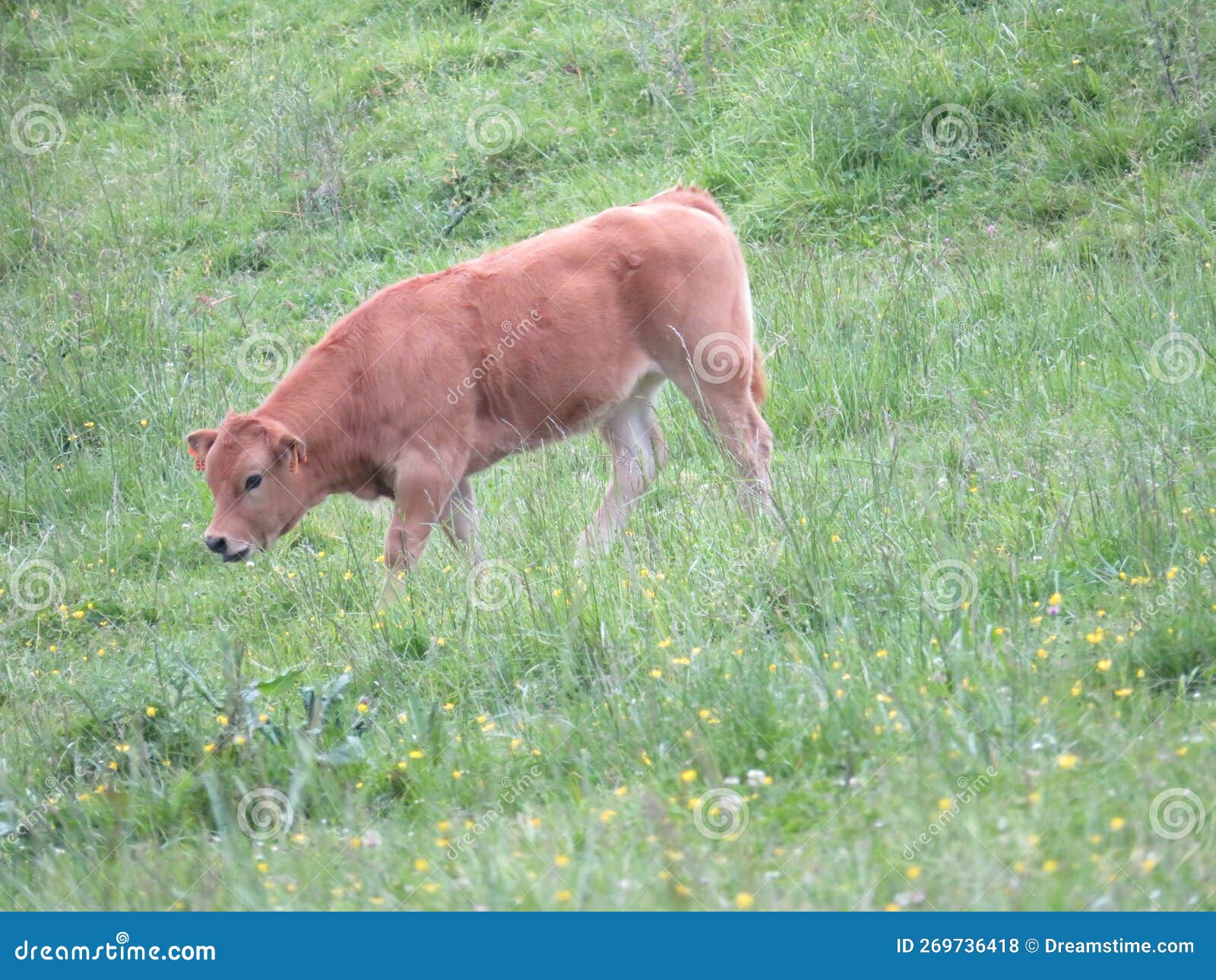 animal cows farm milk meat grass curious myron meek