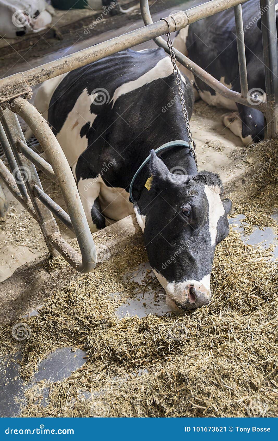 Animal Cruelty stock image. Image of industry, bovine - 101673621 Animal Cruelty stock image. Image of industry, bovine - 101673621