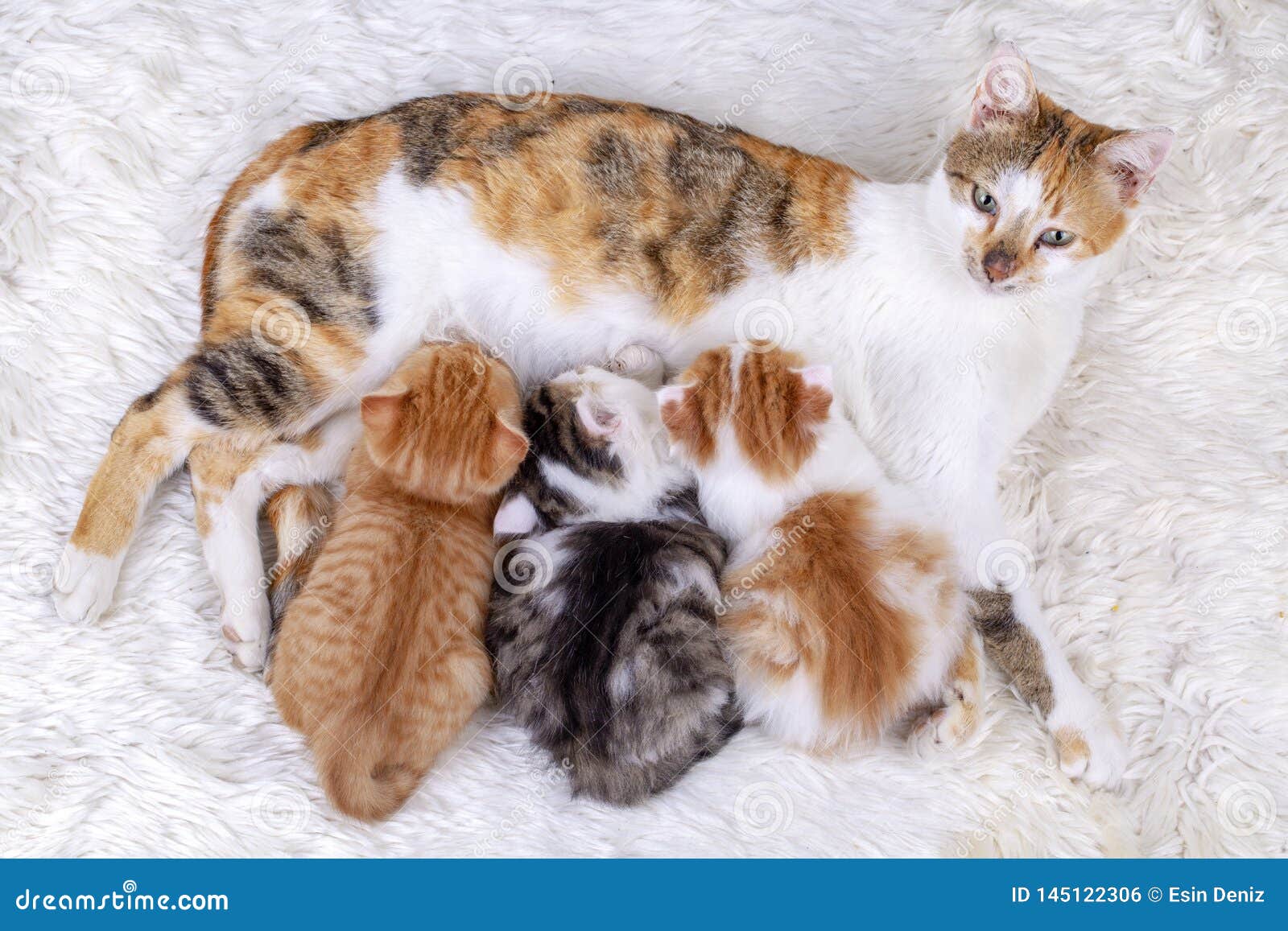 Animal De Compagnie Chat Mignon De Bebe De Chaton Et Chat De Mere Photo Stock Image Du Sauvage Mignon