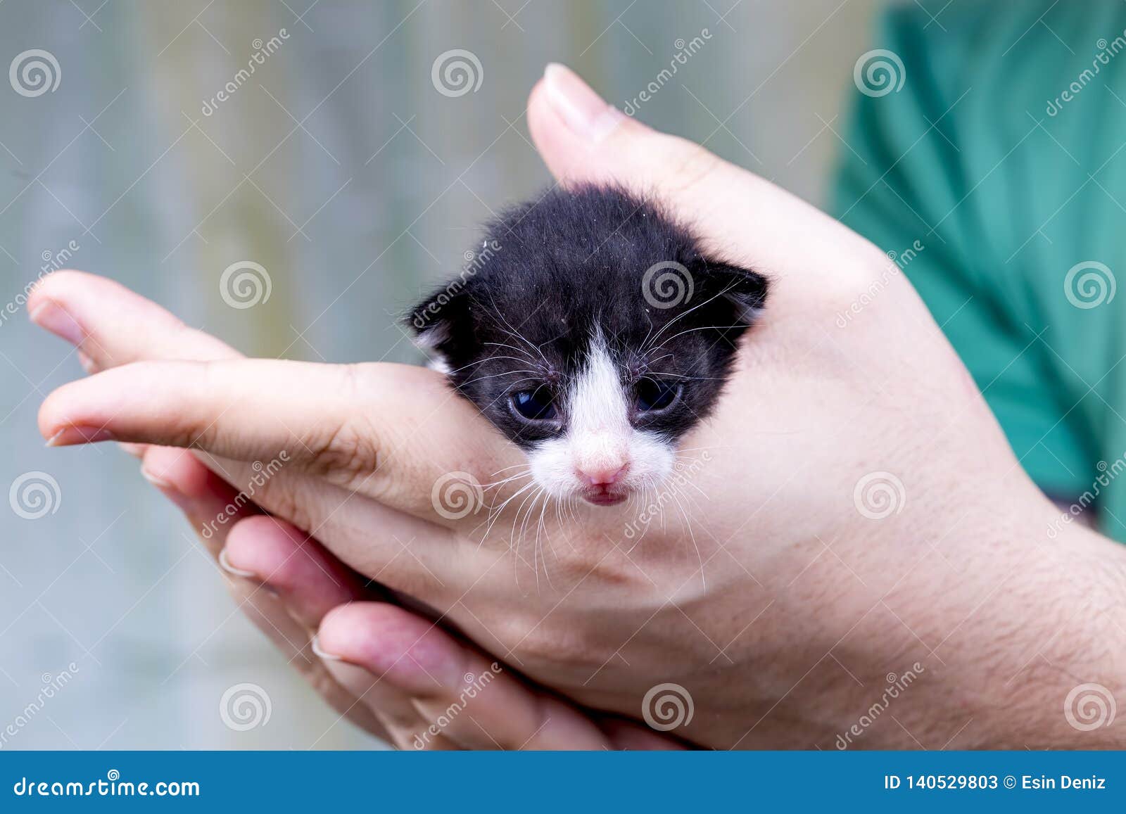 Animal De Compagnie Chat Mignon De Chaton Chat Nouveau Ne De Bebe Chat De Chambre Image Stock Image Du Animal Meow