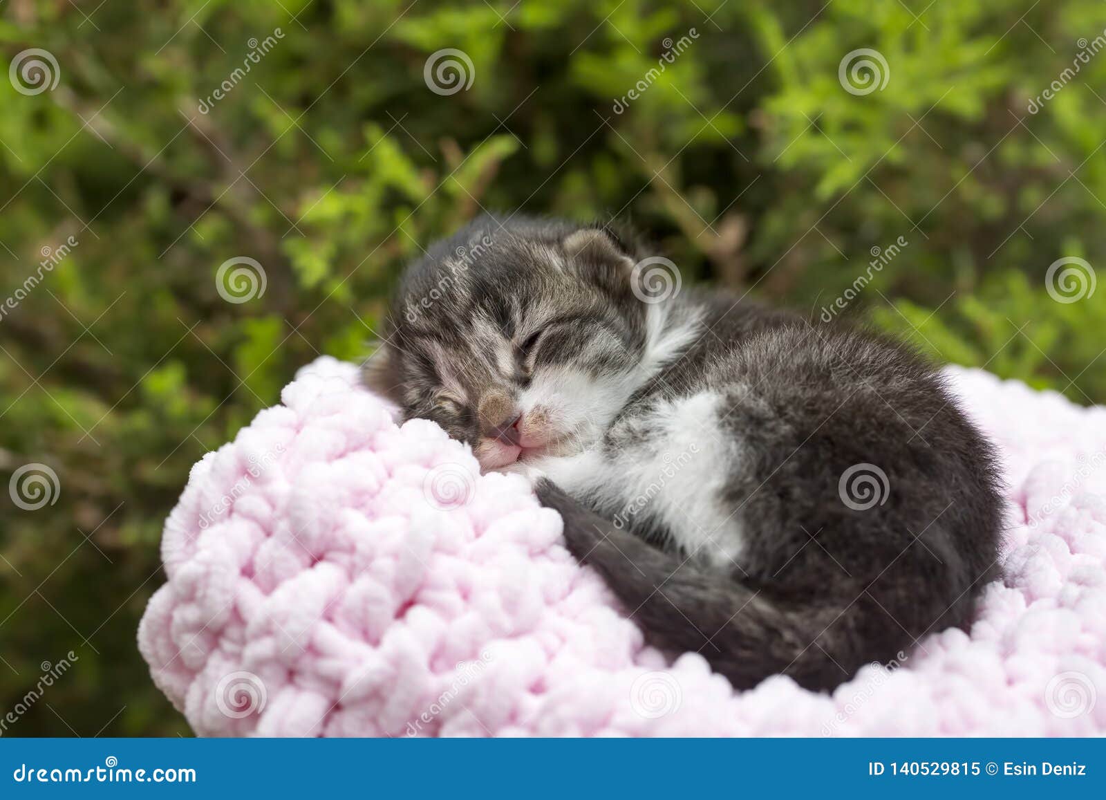 Animal De Compagnie Chat Mignon De Chaton Chat Nouveau Ne De Bebe Chat De Chambre Image Stock Image Du Chat Chaton