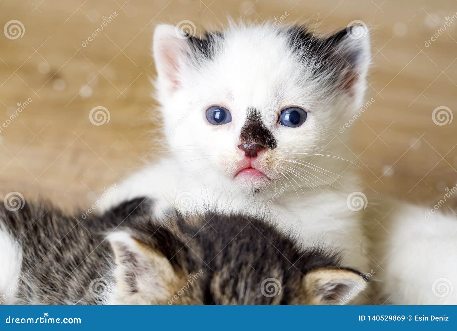 Animal De Compagnie Chat Mignon De Chaton Chat Nouveau Ne De Bebe Chat De Chambre Image Stock Image Du Domestique Animal