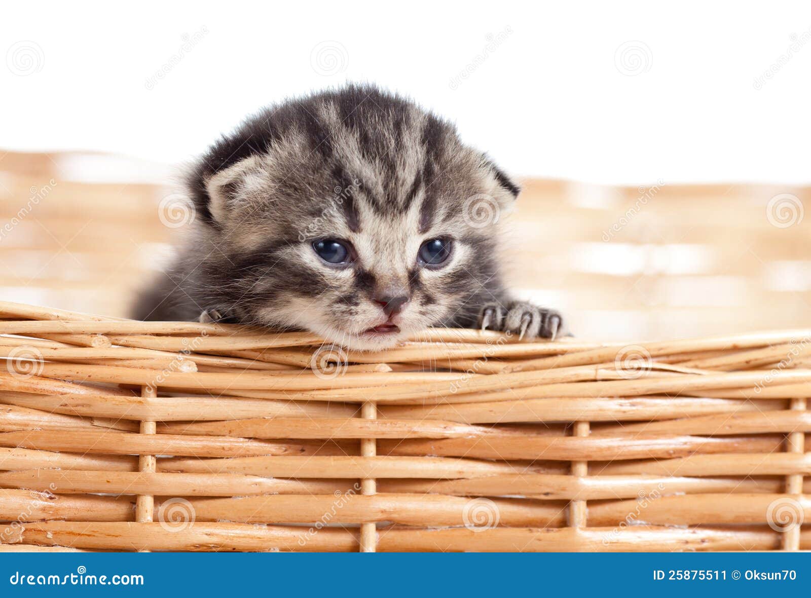 Um pequeno gatinho vermelho olha para fora de uma cesta de vime