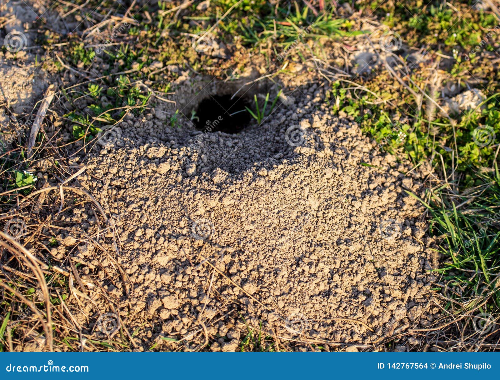 Animal Digs the Ground in Nature Stock Photo Image of natural