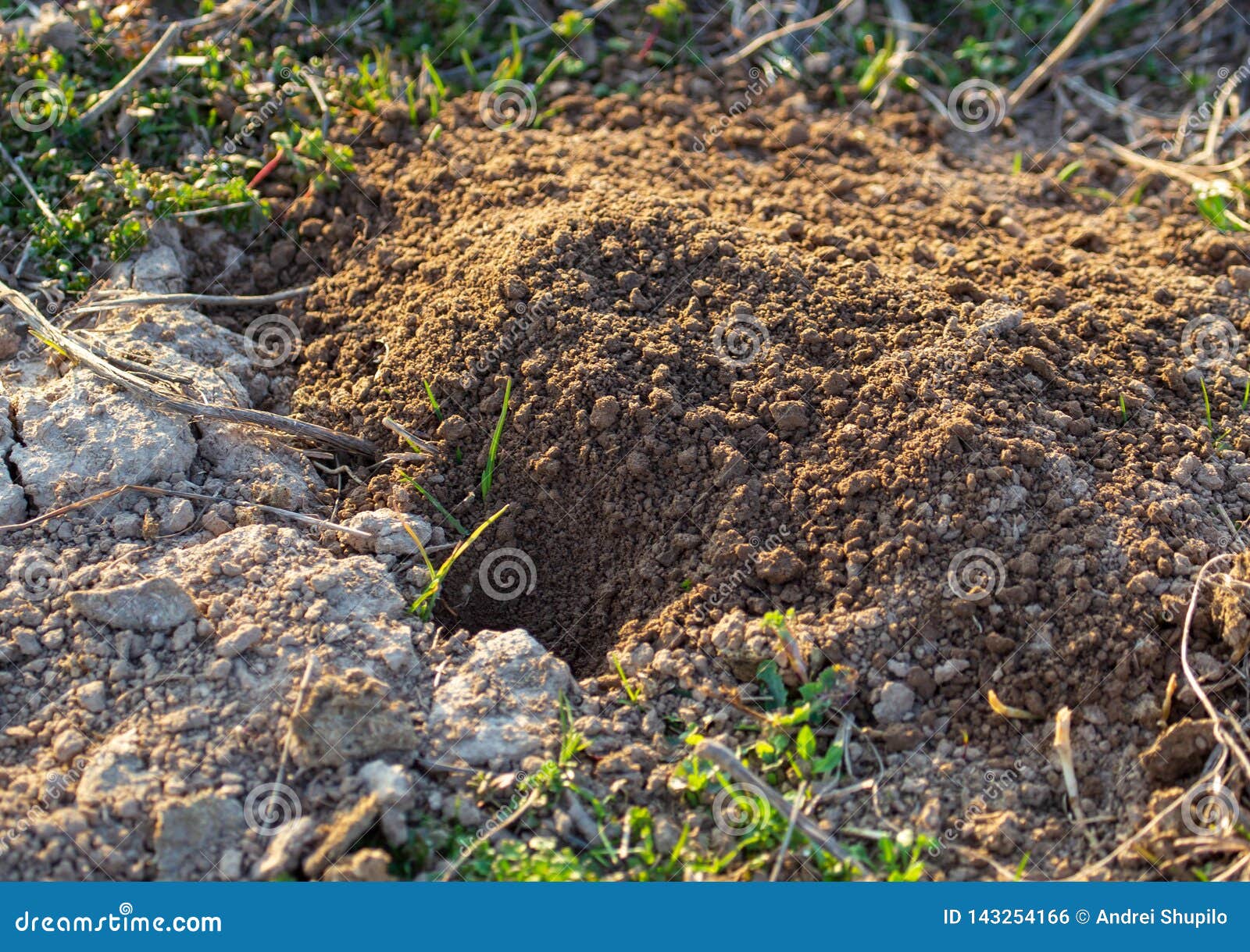 Animal Digs the Ground in Nature Stock Photo Image of digging, wild