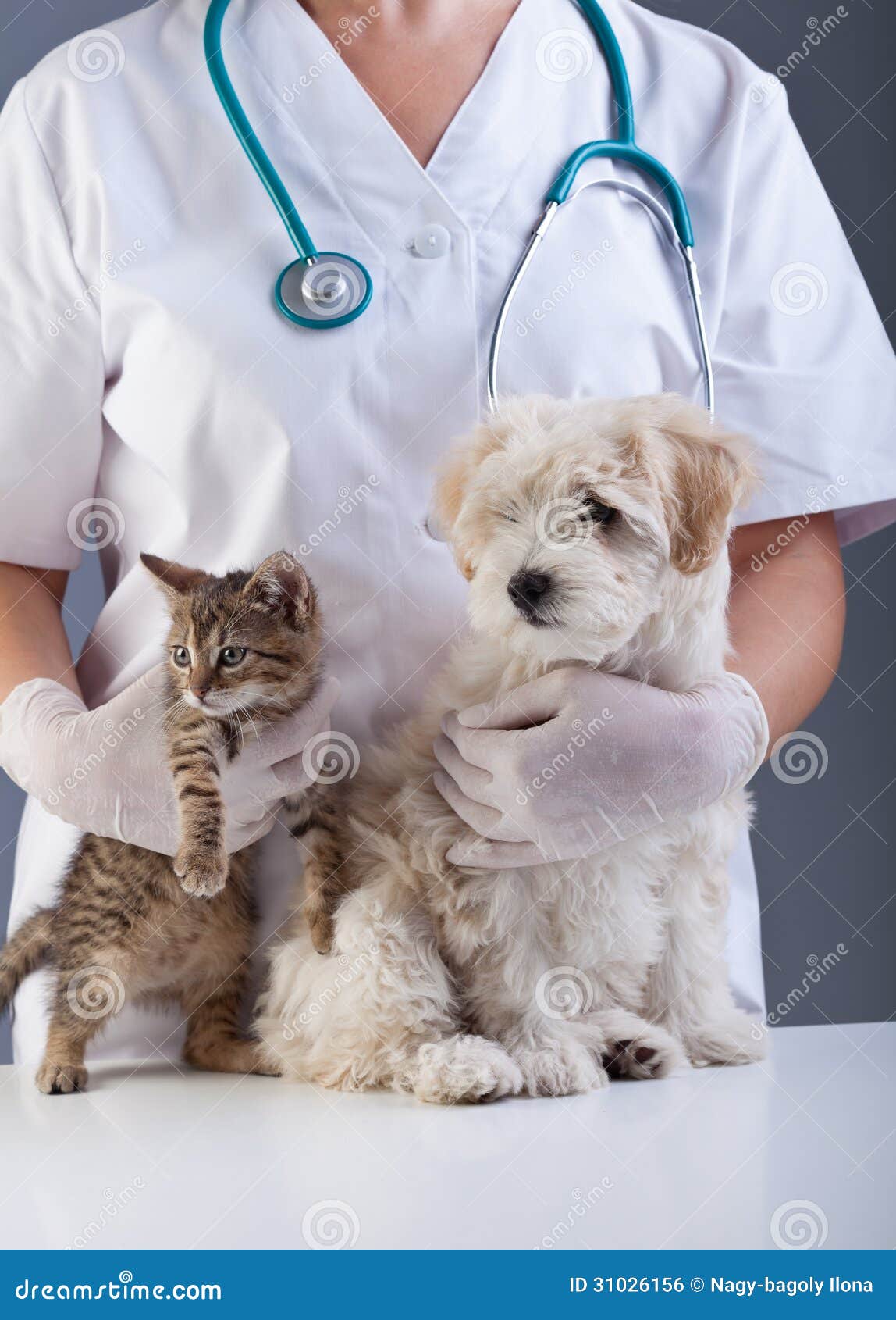 Animal Doctor Closeup with Pets Stock Photo - Image of examination, kitten:  31026156
