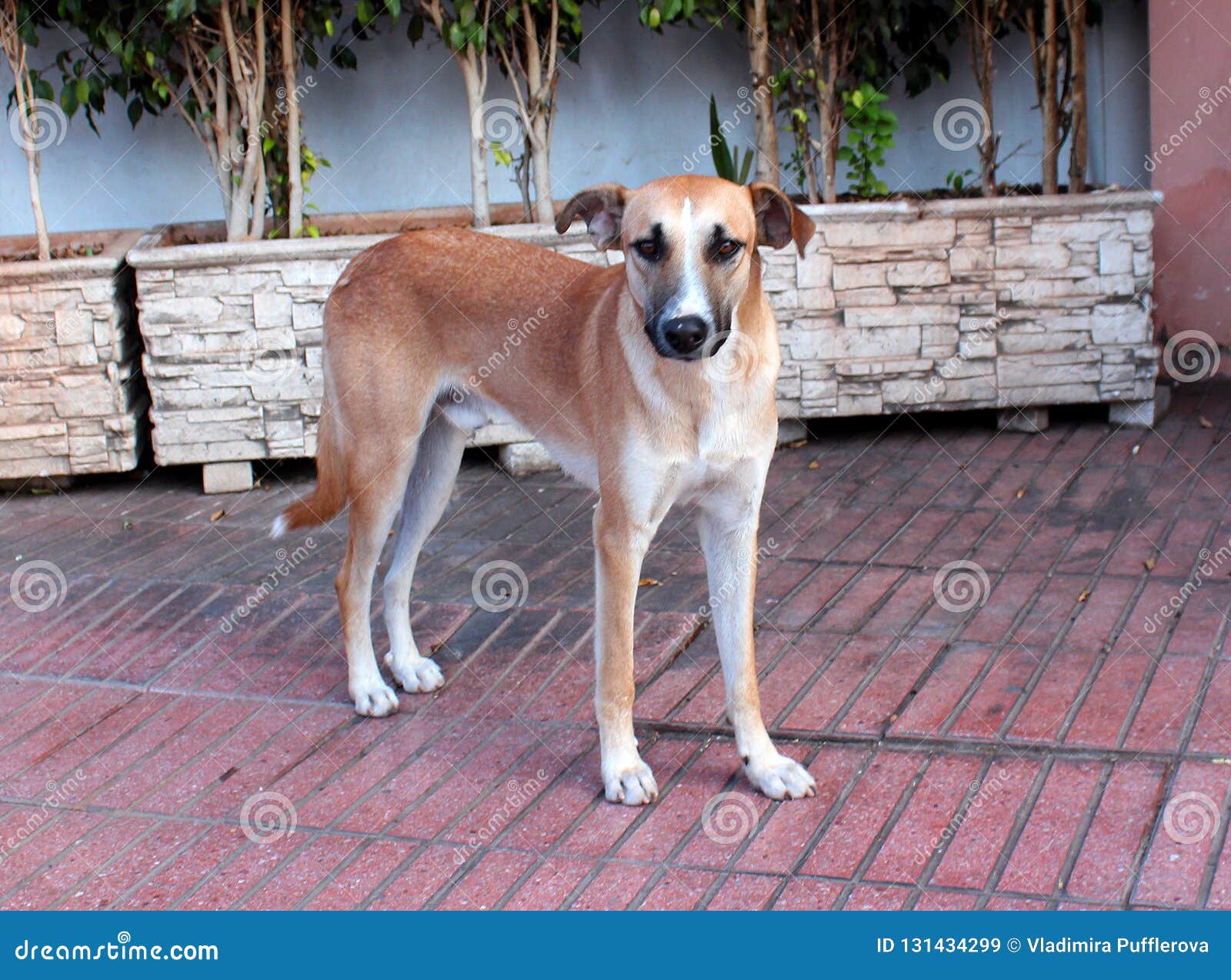 Stray Dog in a Street of Marrakesh Stock Image - Image of cute, african:  131434299