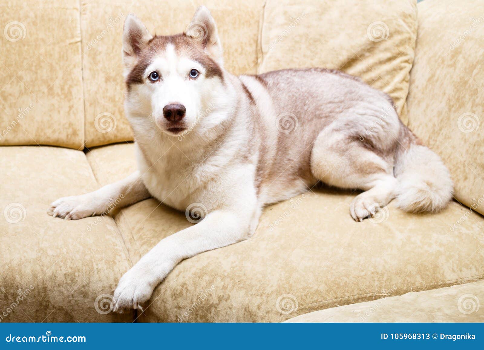 siberian husky apartment