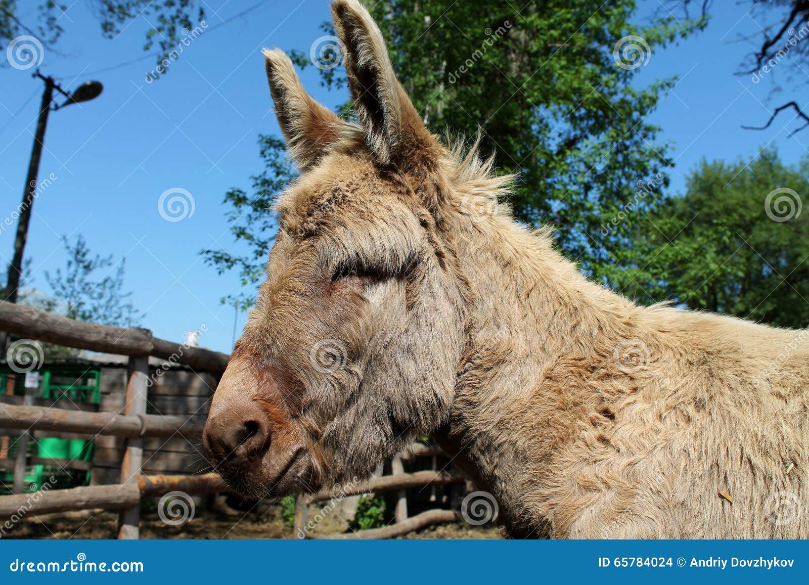 Donkey with head up his ass