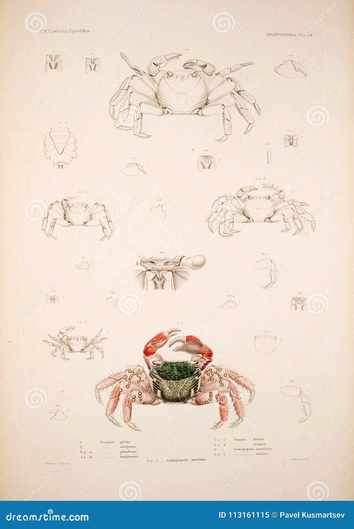 Illustrations of animal. editorial image. Image of outline - 113161115