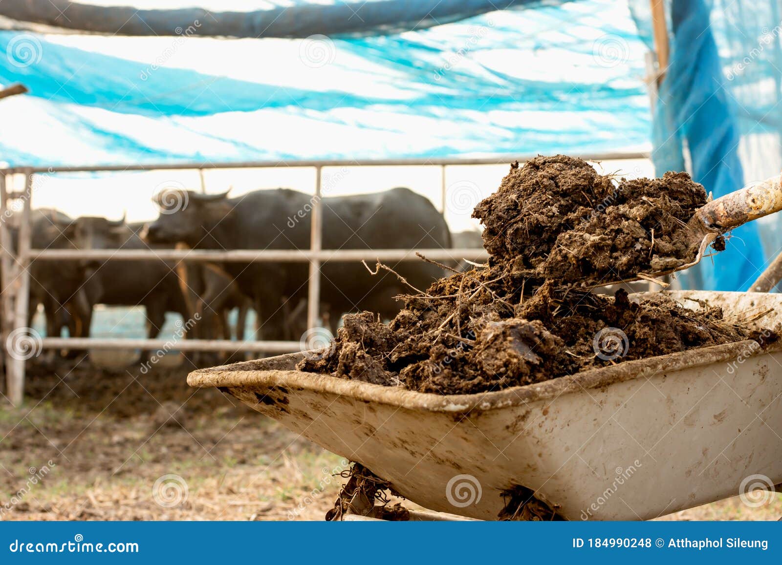 Animal Dung or Manure at the Cattle and Central Farms. Stock Photo - Image  of gardening, ground: 184990248