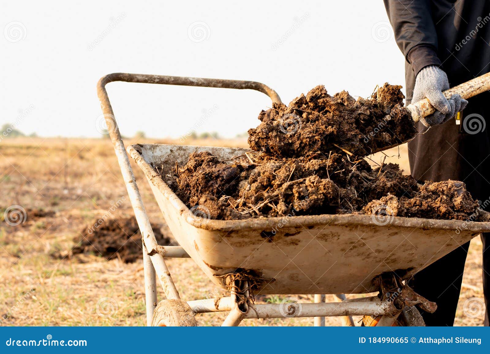 Animal Dung or Manure at the Cattle and Central Farms. Stock Image - Image  of fertilizer, nature: 184990665
