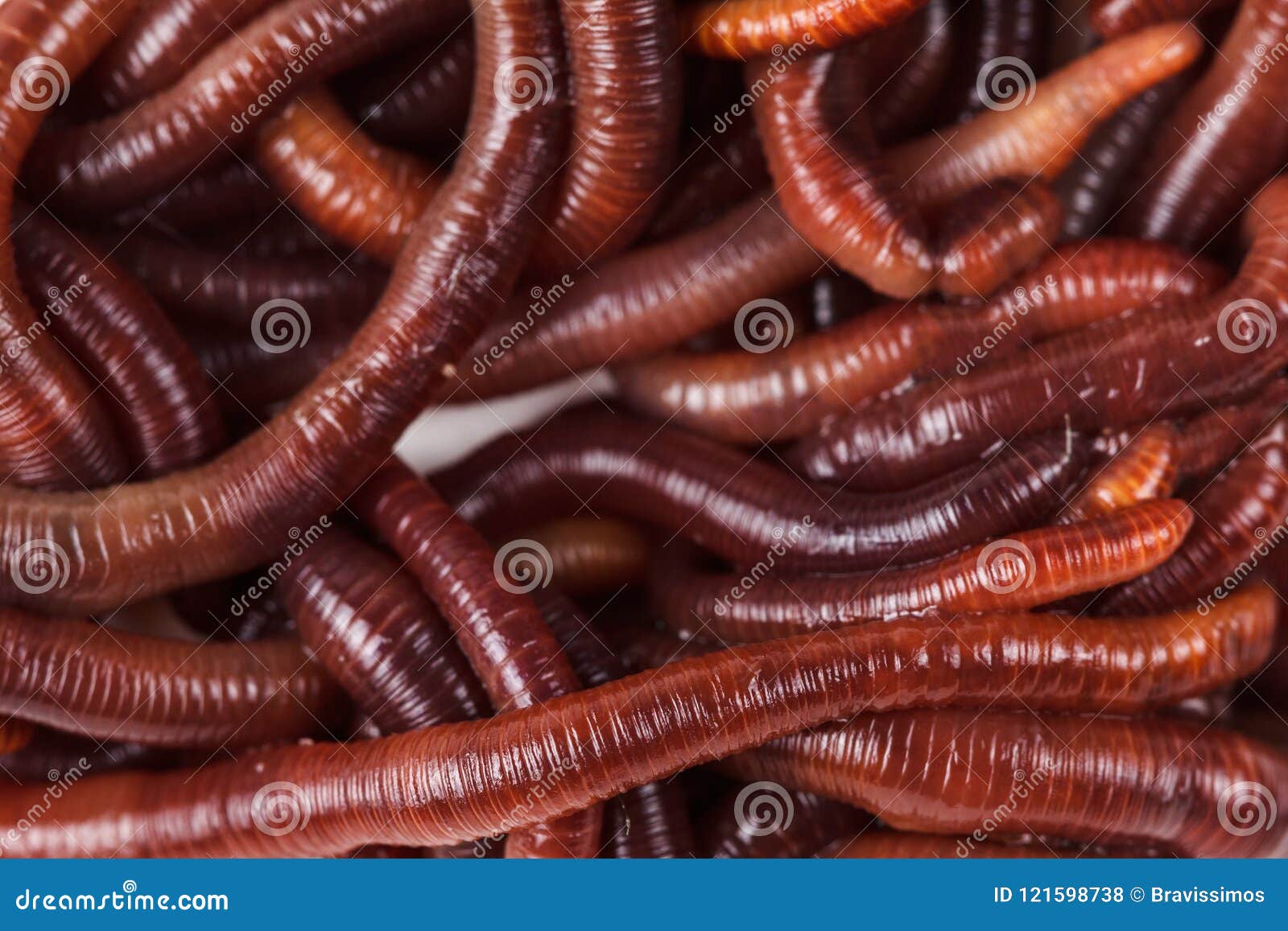 Animal earth worm stock photo. Image of background, garden - 121598738