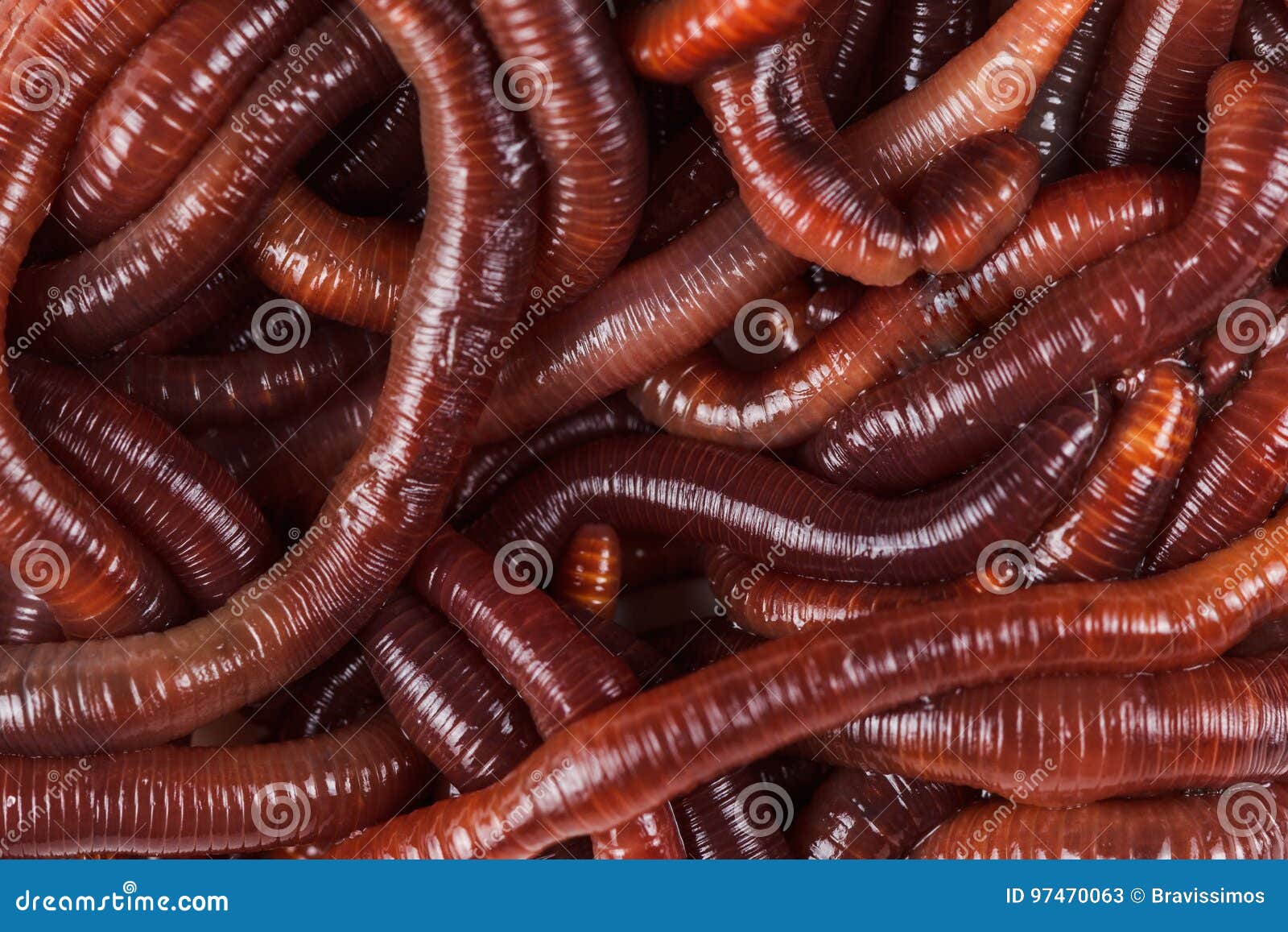 Animal earth worm stock image. Image of agriculture, worm - 97470063