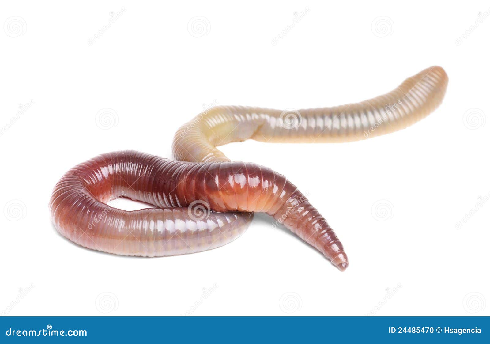 Animal earth worm isolated stock photo. Image of charming 24485470