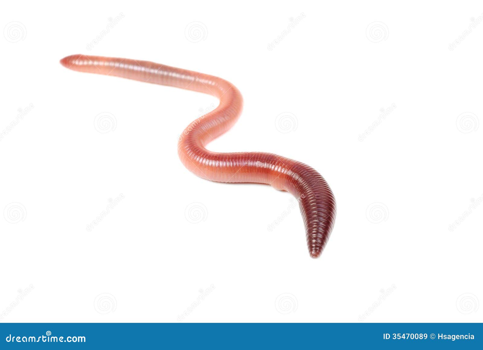 animal earth worm  on white