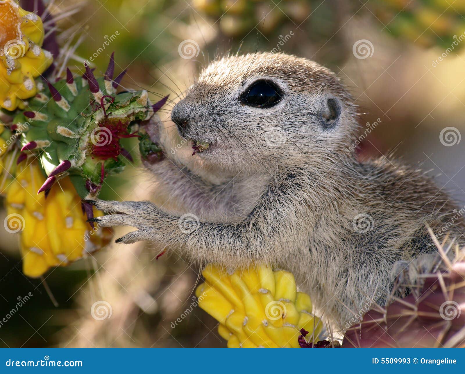 Animal Eating from Plant Horizontal Stock Image Image of baby