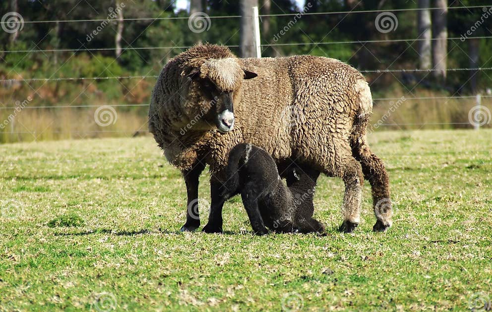 Animal Ewe and Lamb stock image. Image of woolly, fleece 2999759