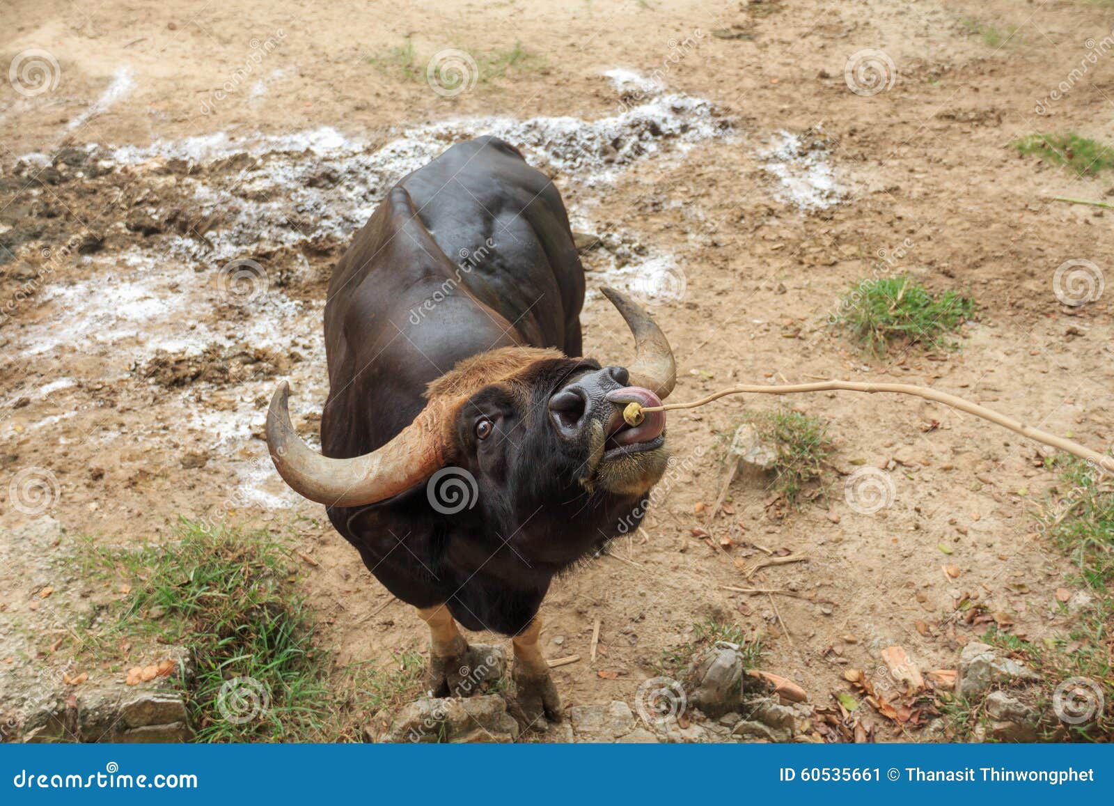 Animal feeding black cow, stock image. Image of farm - 60535661