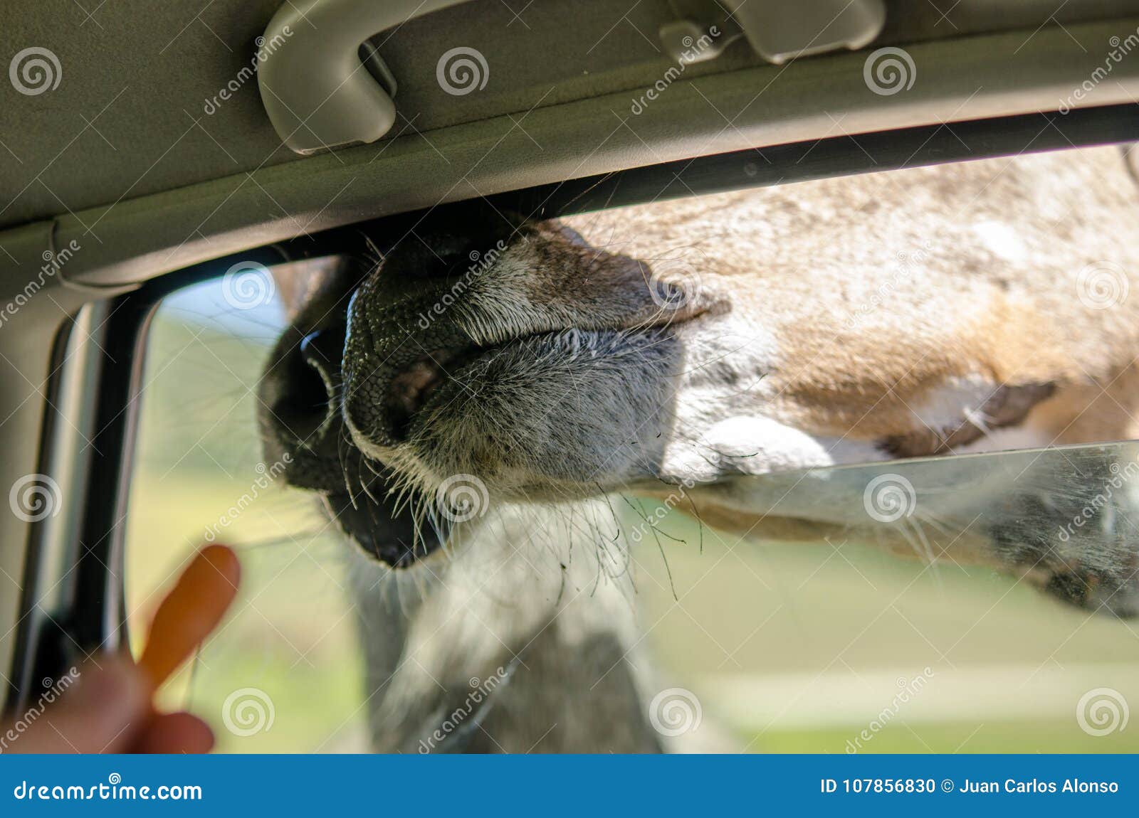 Animal Feeding with Carrots from a Car Stock Photo Image of activity