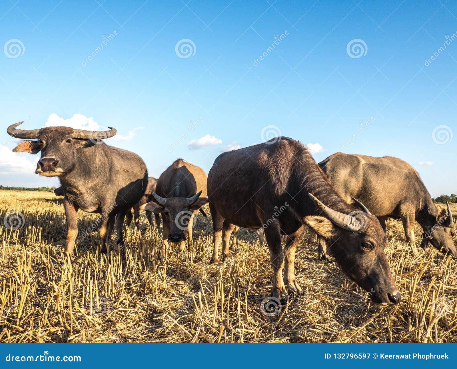 Livestock Farming in the Fields Stock Image Image of wildlife