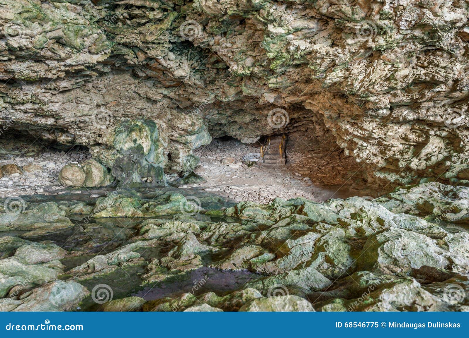 Animal Flower Cave in Barbados Stock Image Image of water, flower
