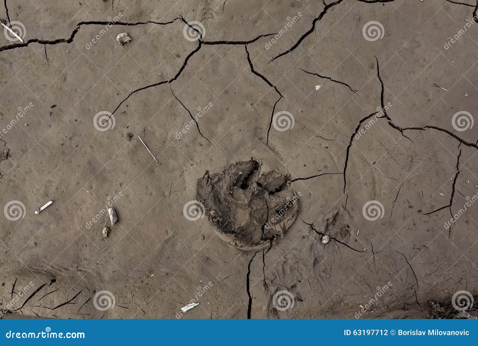 Animal Footprints in Dried Mud 03 Stock Photo - Image of soil, cracks