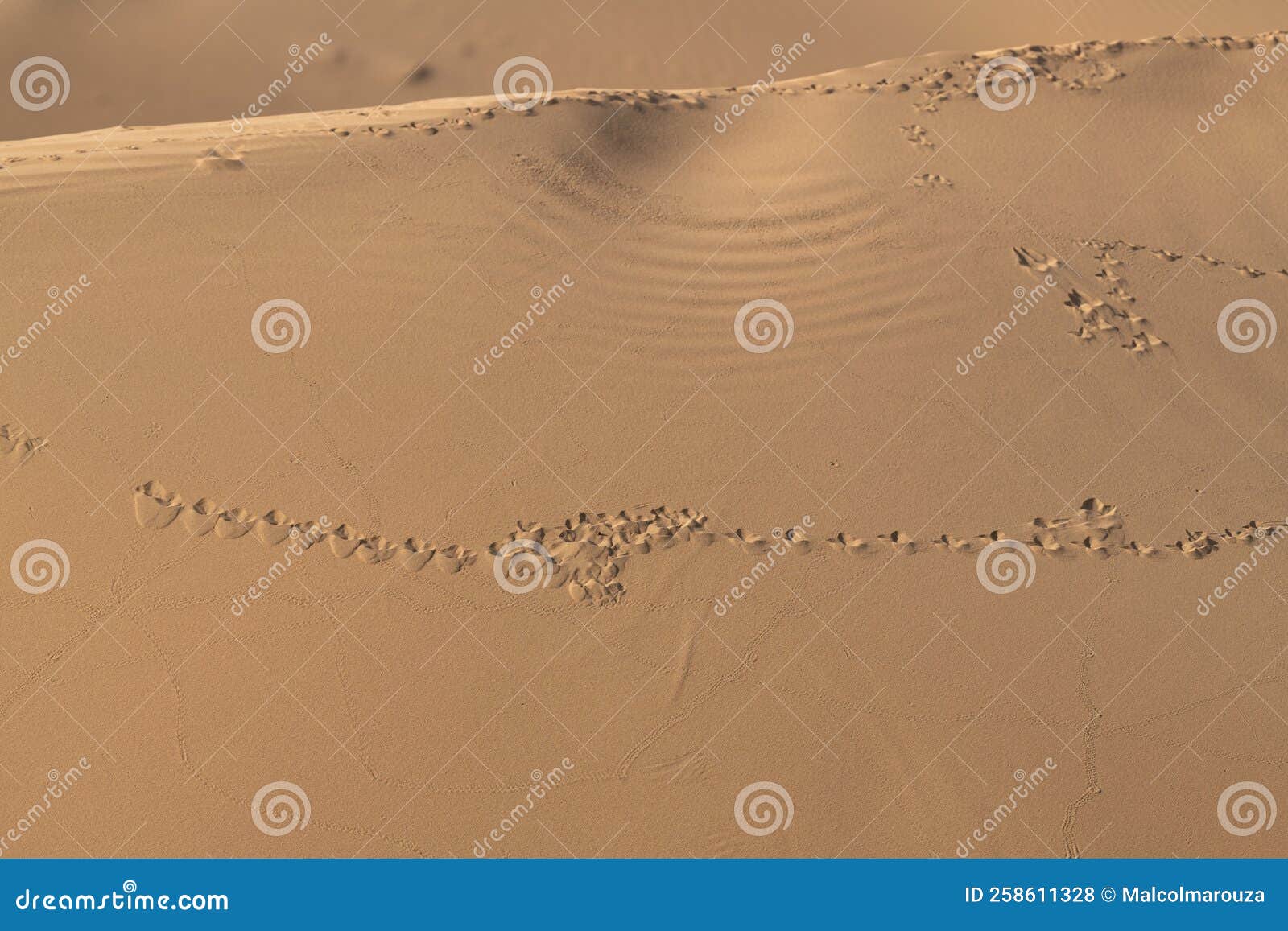 animal footprints on the dunes