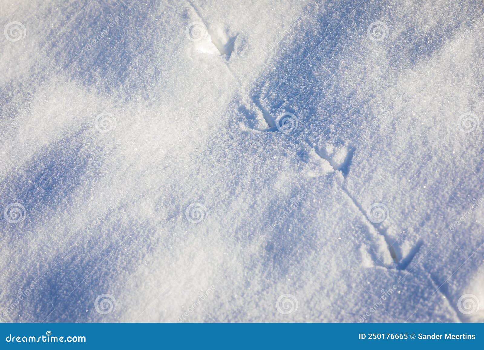 Animal Footprints in Snow, Cold Winter Hunting Concept Stock Image