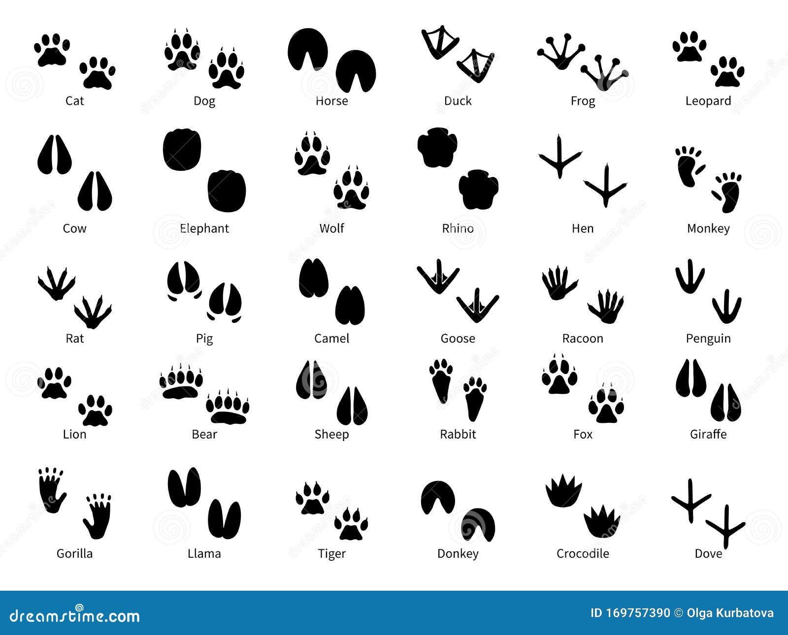 animal footprints. walking track animals paw with name, pets tracks, bird and wild animals trail, wildlife safari feet