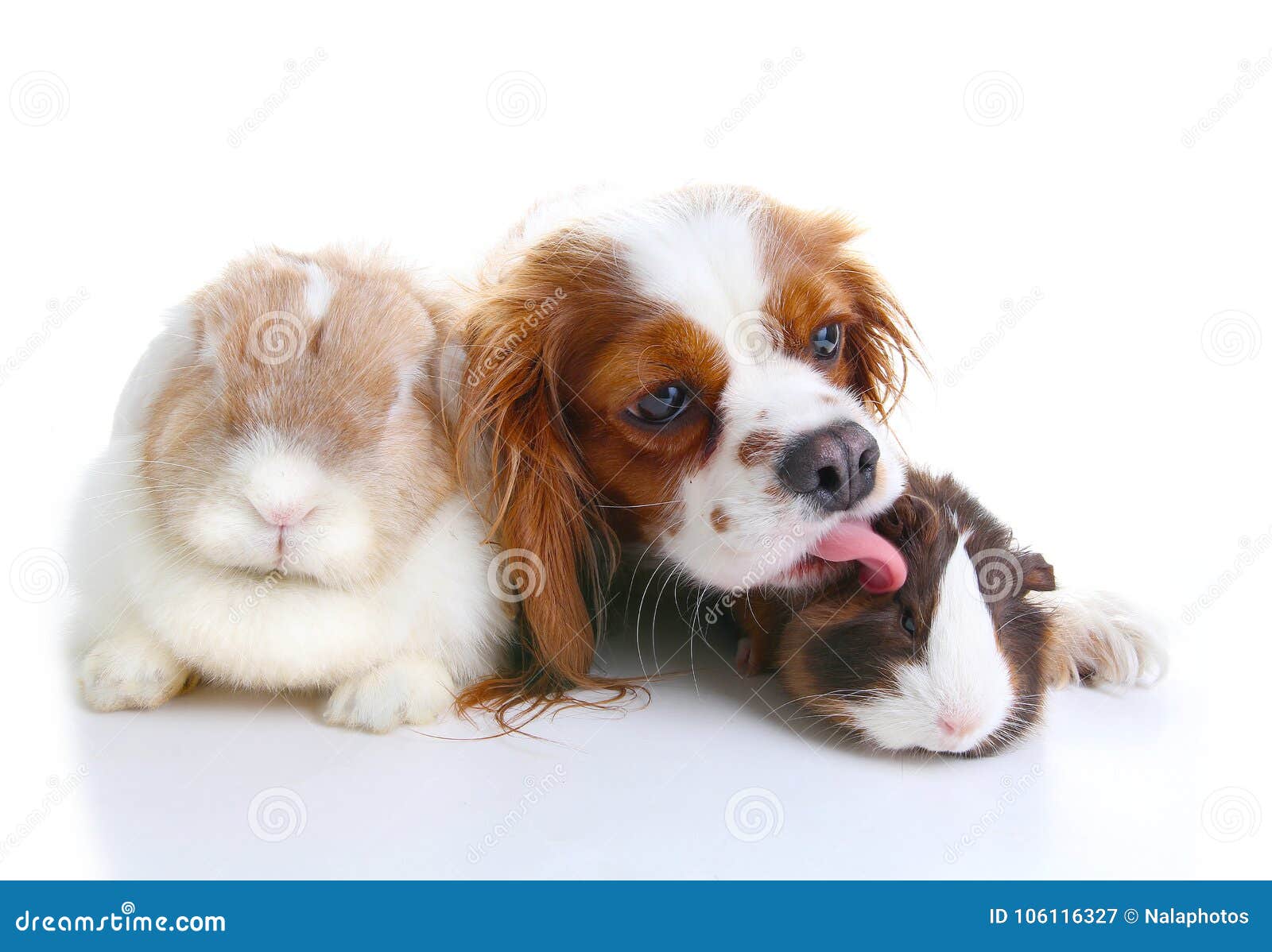 79,317 Animal Friends Stock Photos - Free & Royalty-Free Stock Photos from  Dreamstime
