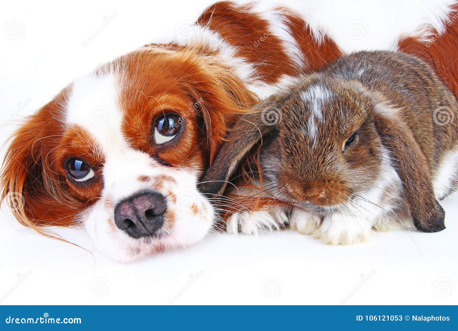 79,317 Animal Friends Stock Photos - Free & Royalty-Free Stock Photos from  Dreamstime