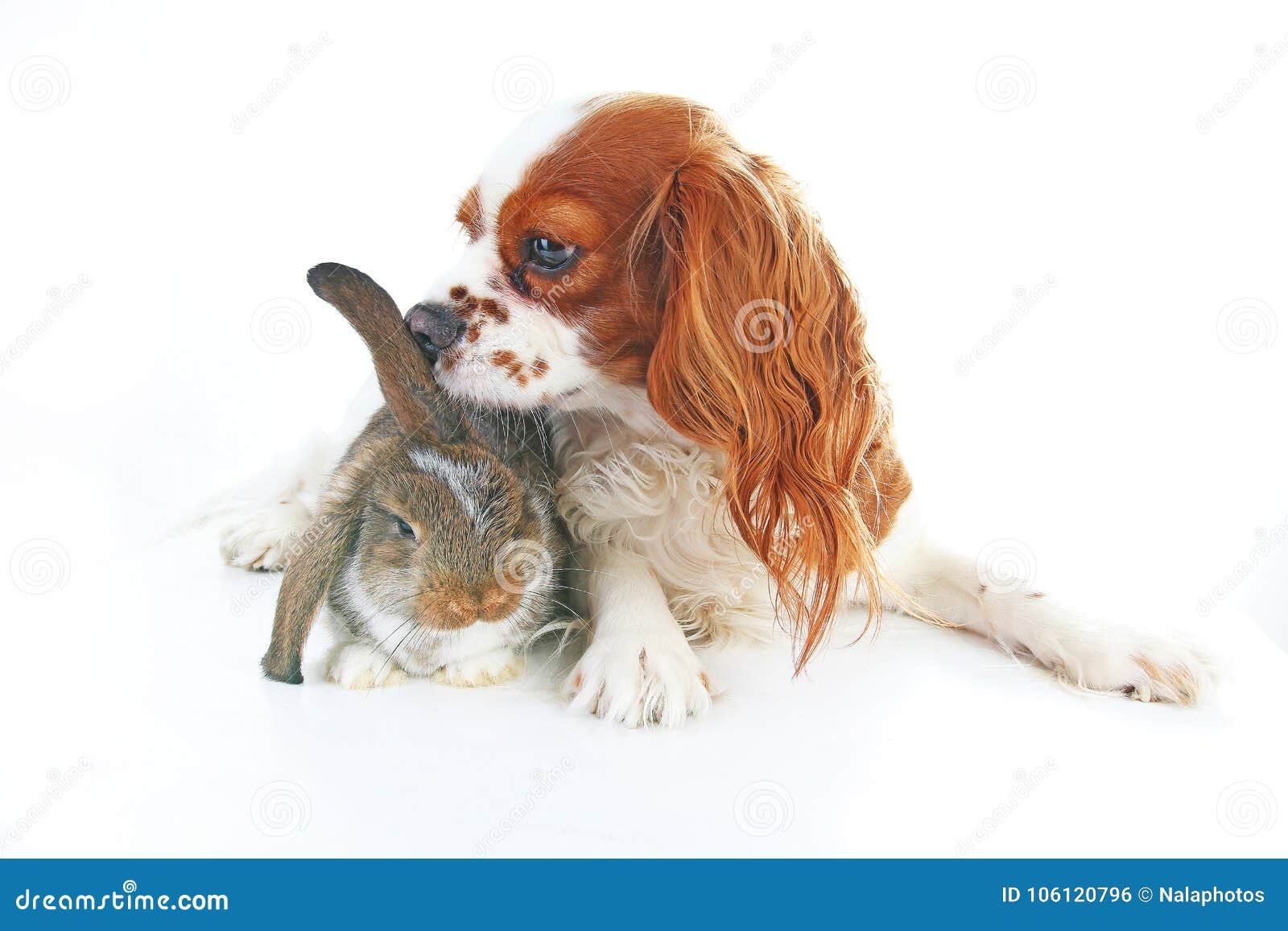 79,317 Animal Friends Stock Photos - Free & Royalty-Free Stock Photos from Dreamstime 79,317 Animal Friends Stock Photos - Free & Royalty-Free Stock Photos from Dreamstime