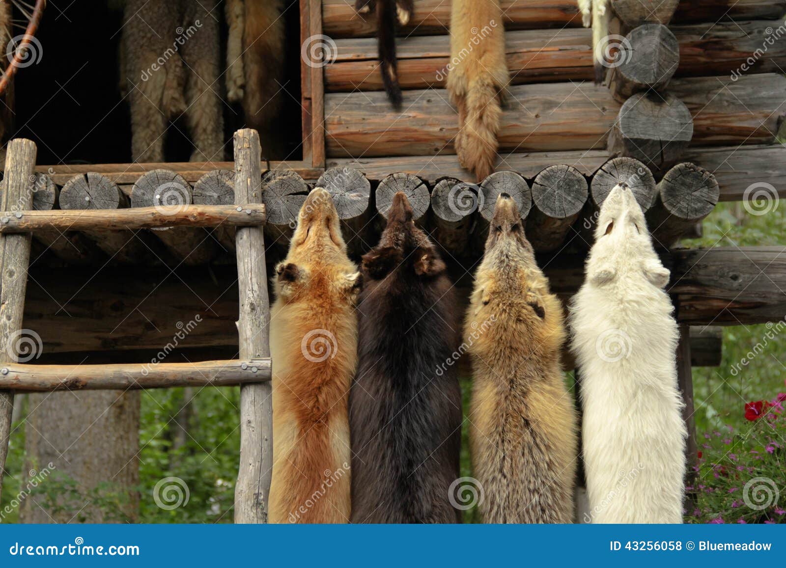 Animal furs hanging stock photo. Image of pelt, cache 43256058